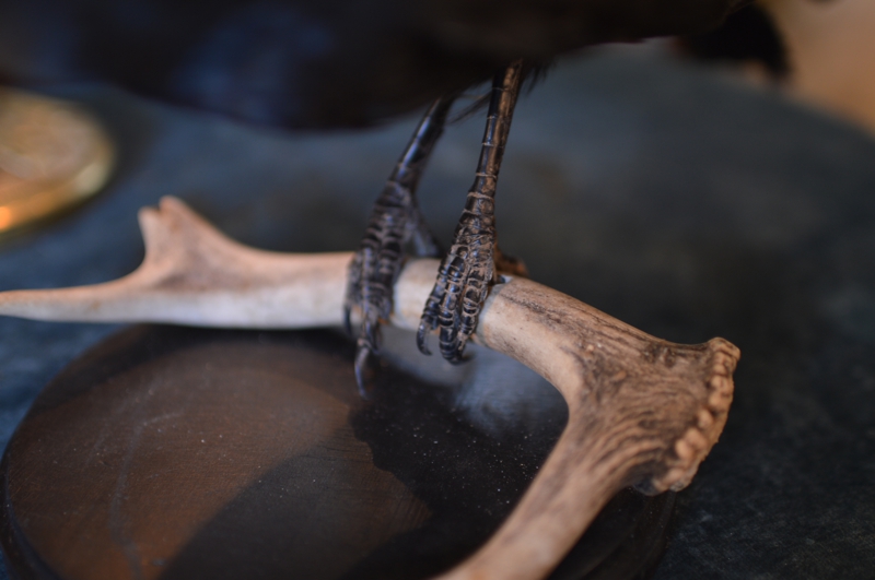 アンティーク ヴィンテージ カラス 剥製